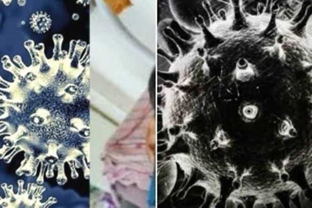 الفطر الأسود