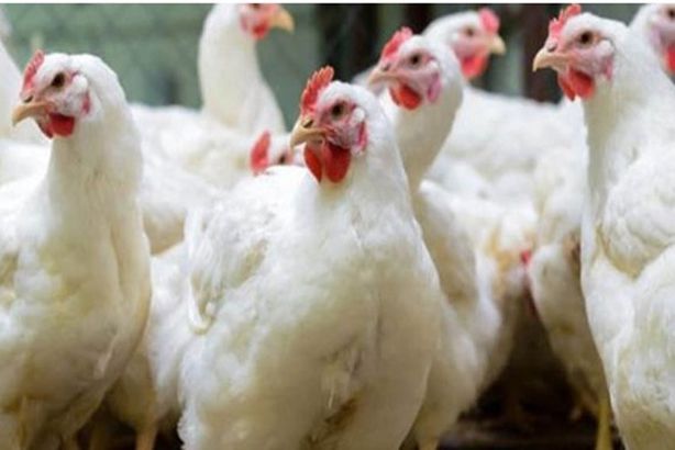 السعودية تحظ ر استيراد الدواجن