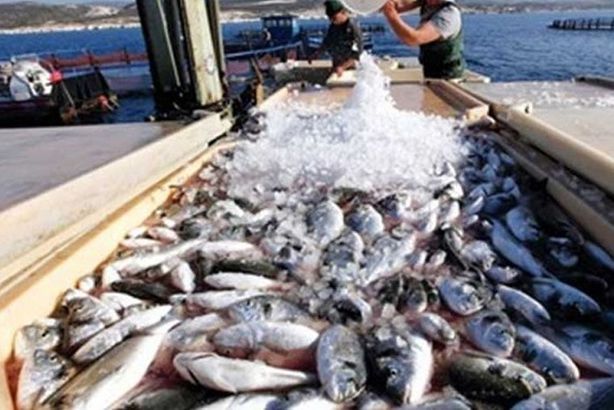 الثروة-السمكية