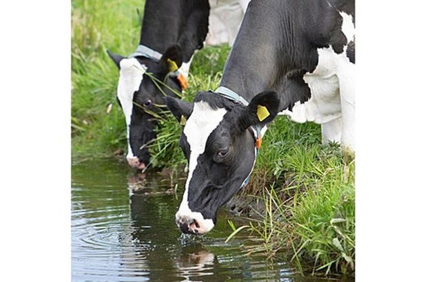 pngtree-cows-with-spotted-black-and-white-coats-quench-their-thirst-from-a-canal-in-holland-photo-image_36598384