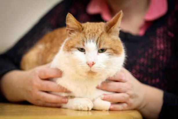 قط يعود  لمنزله بعد 8 أعوام من اختفائه !