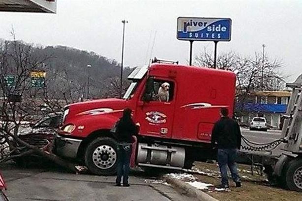 كلب "يقود" شاحنة بأمريكا