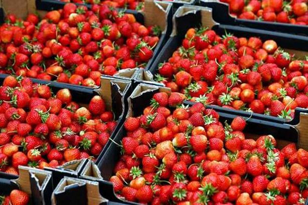 حظر صادرات الفراولة المصرية