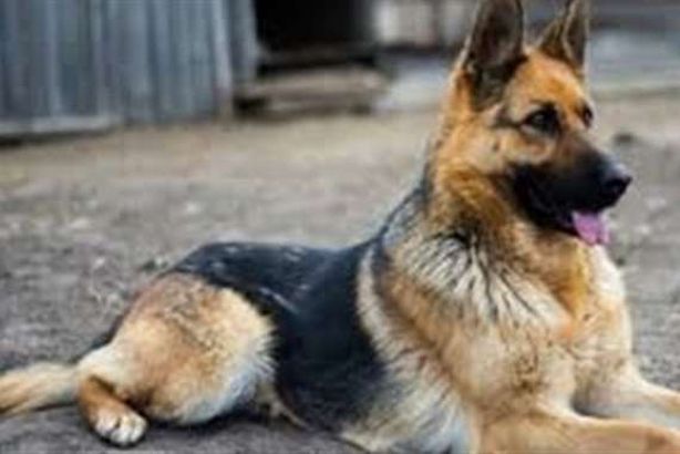 ظاهرة اكل الكلاب