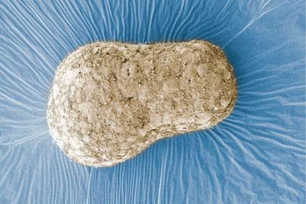 علماء يطورون أول نظير لجنين بشري داخل مختبر