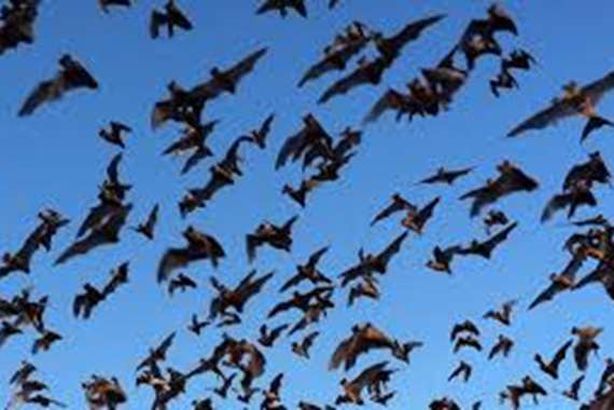 مجددا.. أسراب الخفافيش تظهر بالقليوبية وتهاجم الخانكة