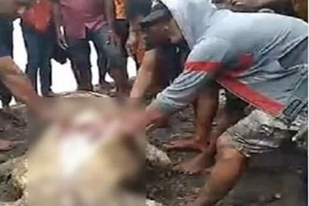 فيديو مروع.. إخراج جثة سيدة من بطن تمساح