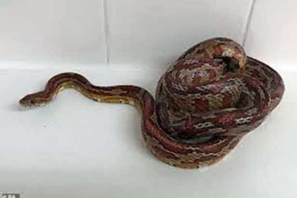 بعد عودة النشاط التجاري.. الثعابين احتلت المتاجر بدولة أوربية