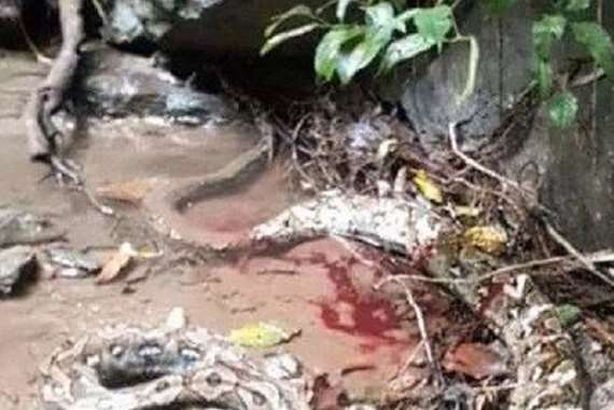 مروع.. ثعبان ينهي حياة شاب بطريقة قاتلة