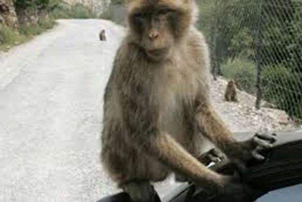 ليست نكتة.. المؤبد لقرد ارتكب هذه الجريمة