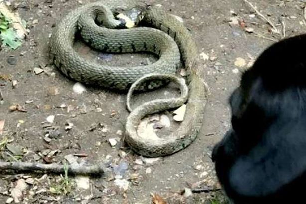 صور مرعبة .. مسن تتساقط عليه ثعابين أثناء سيره بالشارع