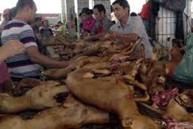 كورونا آخر الحسابات.. انطلاق مهرجان لحوم الكلاب بالصين