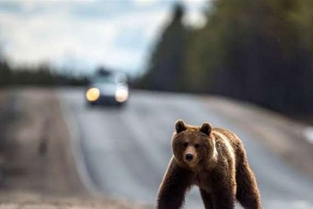 إعدام دب في إيطاليا يثير احتجاجات واسعة