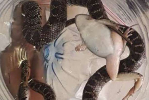 رعب بمدينة عربية.. الثعابين تحتل الشوارع