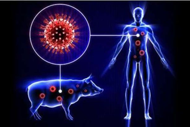 انفلونزا الخنازير