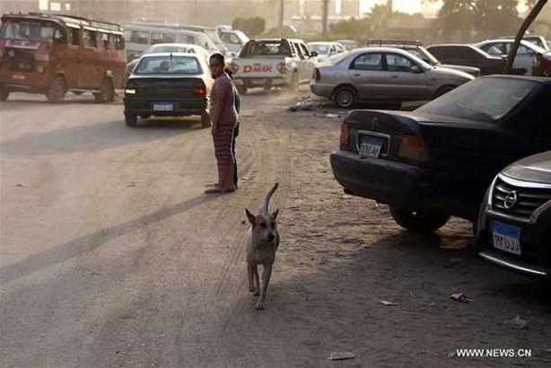 انتشار القطط والكلاب بشوارع القاهرة