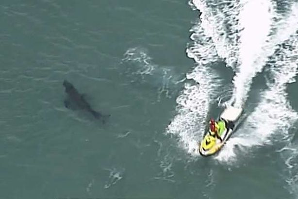 سمكة قرش بطول 3 أمتار تقتل راكب أمواج