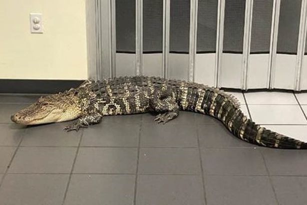 تمساح يتجول في مكتب بريد