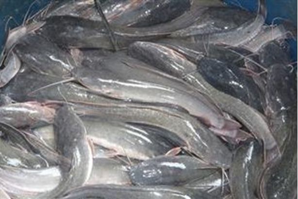 2017-636279568816442319-644