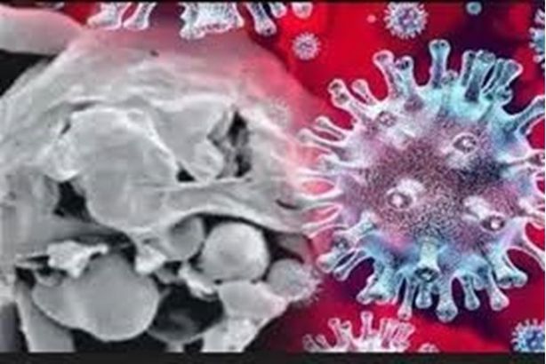 الفطر الأسود