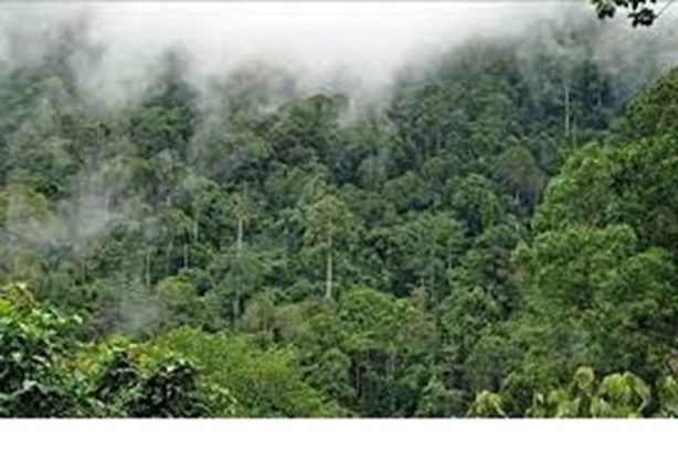 غابات الامازون