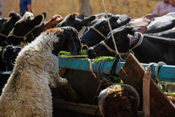 thumbs_b_c_02d7e86ebc8f1ac0fa73a4c63b3c0004