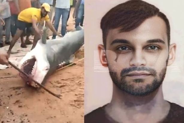 بعد فتح بطنها.. مفاجأة عن ما عثروا عليه داخل سمكة القرش التي افترست السائح download