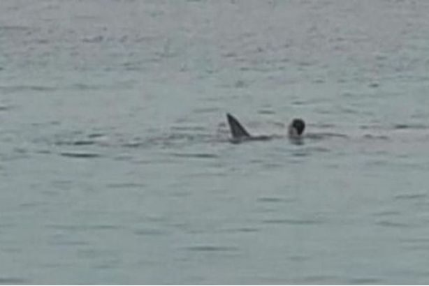 والد السائح ضحية القرش يكشف مفاجأة عن "صدفة سخفية للغاية" 196-170441-shark-devours-russian-egypt_700x400