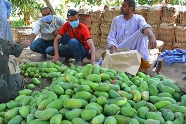 78792-الأقصر-تنطلق-فى-موسم-جنى-فاكهة-المانجو-(22)