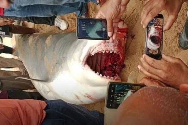 شاهد.. تحنيط سمكة القرش التي التهمت السائح الروسي download (2)