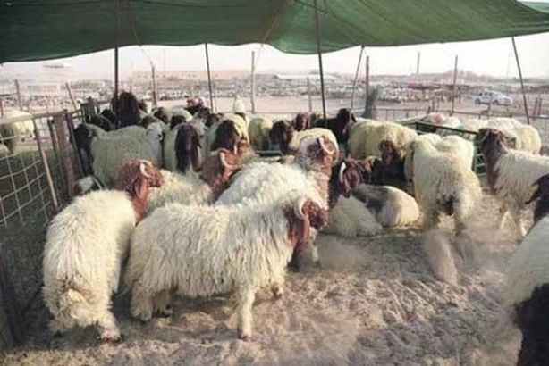 أسعار-الأضاحي-في-السعودية