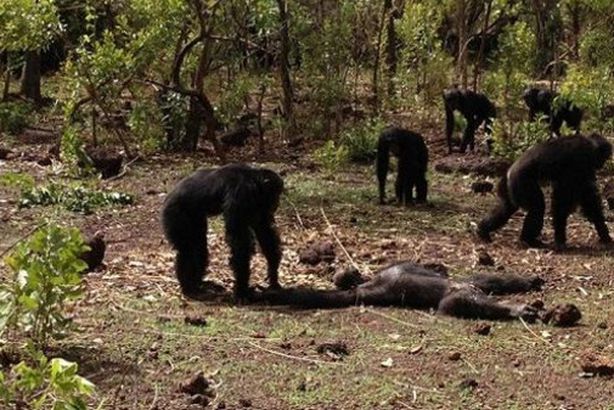 مجموعة قرود تقتل "طاغية" وتسحل جثته