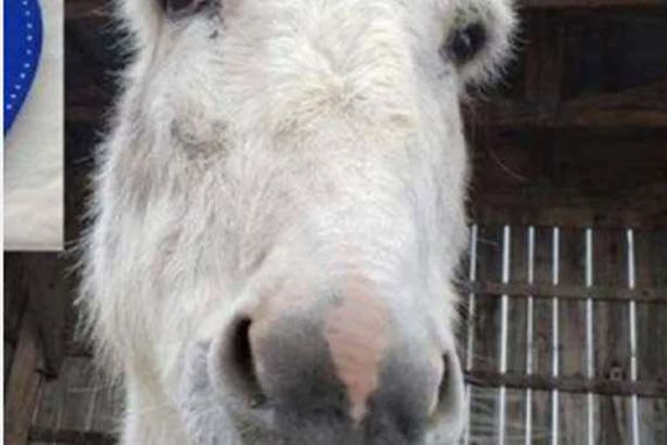 أنثى حمار تتحول إلى نجمة في كندا