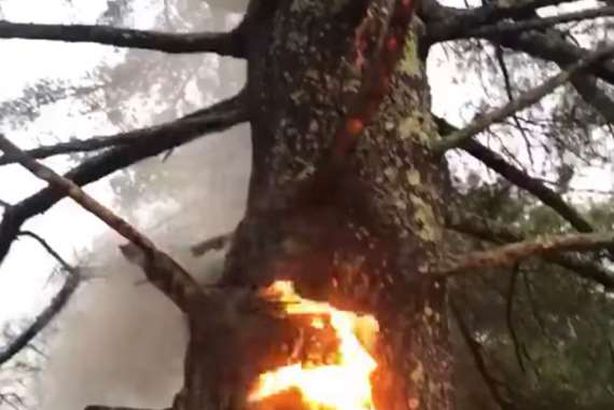 اشتعال النار في شجرة ضخمة بسبب البرق