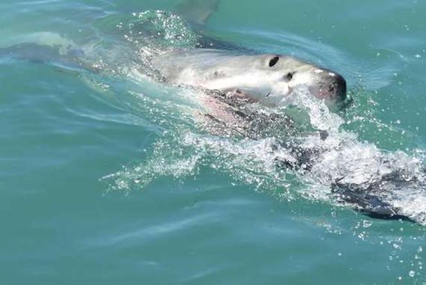 نهاية مروعة لراكب أمواج  مع سمكة قرش