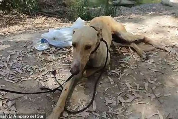 كلب يبقى على قيد الحياة بطريقة لا تصدق