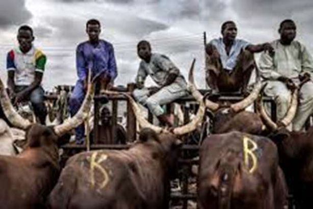 تعويض بقرتين لكل لص تائب في هذه الدولة