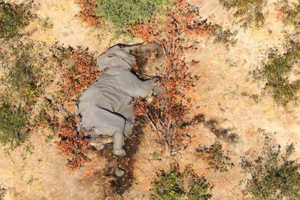 وفاة أكثر من 360 فيلًا في ظروف غامضة ببوتسوانا