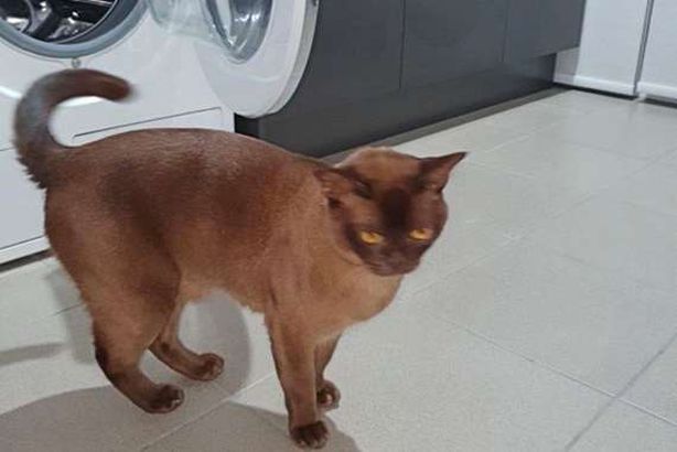 قط بسبعة أرواح ينجو بأعجوبة من الموت