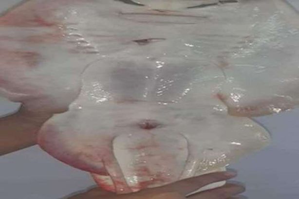 سمكة حورية البحر