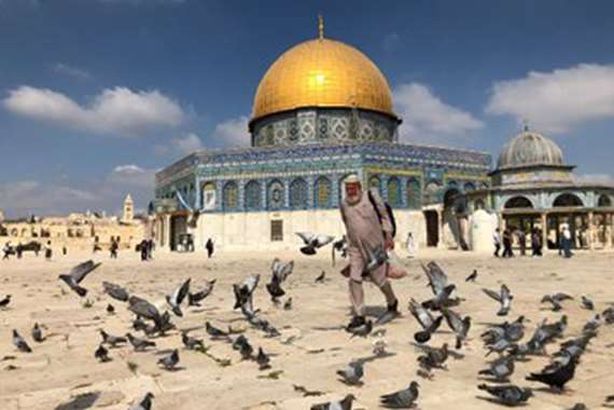 بالصور.. لقب بأبي هريرة "صديق للحمام والقطط" بالمسجد الأقصى