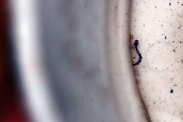 إصابة 11 شخصًا بحمى الضنك في فلوريدا 
