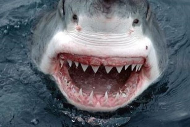 معلومات_عن_سمك_القرش