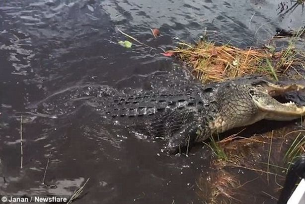 بالفيديو.. تمساح يلقي التحية على فوج سياحي