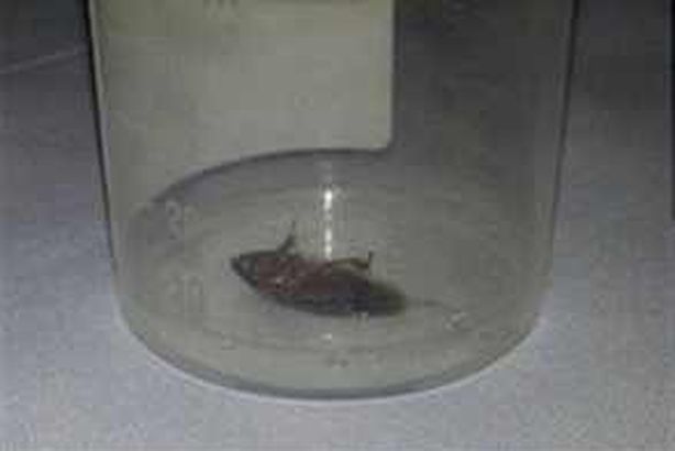 إخراج صرصار من أذن أسترالي!