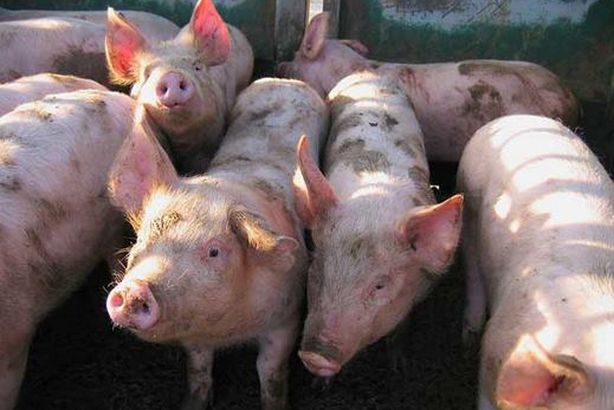 الخنازير تغزو شوارع باكستان