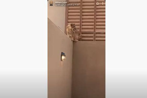 أسد يشار ك عائلة سعودية ذبح الأضحية
