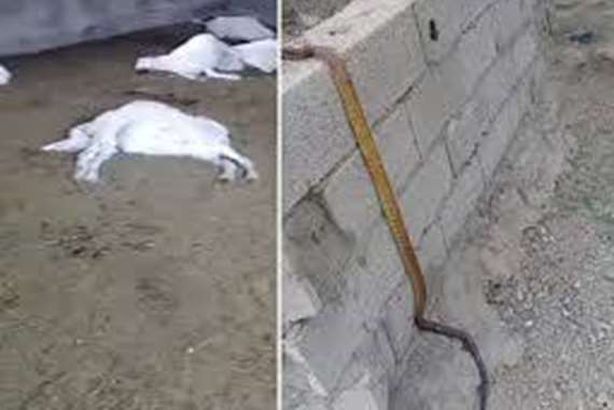 ثعبان يلتهم أغنام