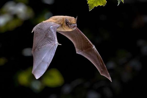 العلماء يصطادون الخفافيش لتتبع أصول فيروس كورونا في تايلاند