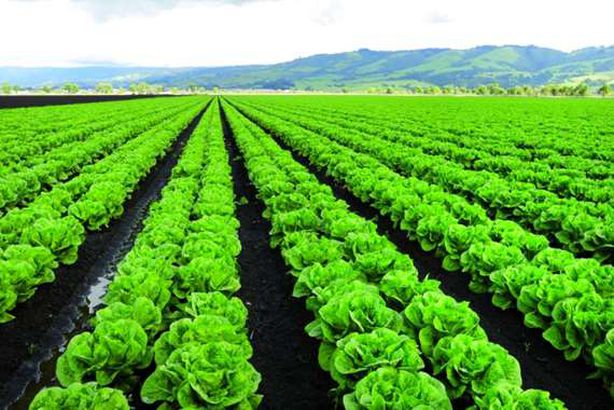 محاصيل المانيا